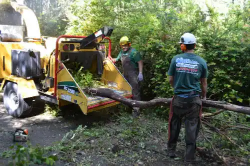 tree services San Martin